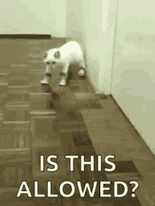 Shoes Cat GIF - Shoes Cat Shoes Allowed GIFs