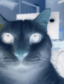 a close up of a cat 's face with blue eyes