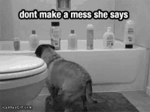 Pug Mess GIF - Pug Mess She Says GIFs