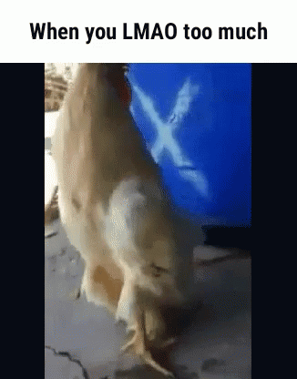 No Ass Chicken GIF - No Ass Chicken Funny GIFs
