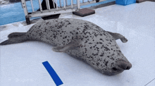 Seal Seal Wiggle GIF - Seal Seal Wiggle Happy Seal GIFs