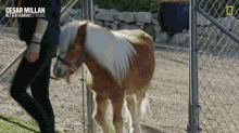 Llama Horse GIF - Llama Horse Pony GIFs