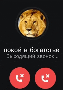 a phone screen with a picture of a lion and the words " покой в богатстве " below it