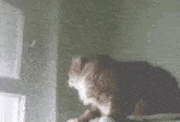 a cat is sitting on a table in front of a window .