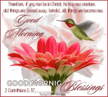 Good Morning Blessings GIF - Good Morning Blessings Bird GIFs