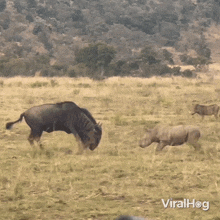running away wildebeest rhino viralhog scared wildebeest