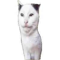 a white cat with a tattoo on its arm that says ' united states of america '