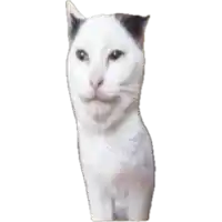 a white cat with a tattoo on its arm that says ' united states of america '