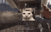 Cat Malevolent GIF - Cat Malevolent Evil GIFs