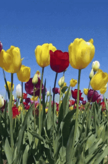 Tulips GIF - Tulips GIFs