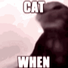 Cat How GIF - Cat How When GIFs