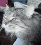 a close up of a cat 's face with a person 's feet in the background