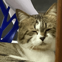 a cat with its eyes closed is laying on the floor
