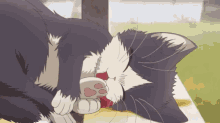 Cat Sleeping GIF - Cat Sleeping Cute GIFs