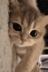 котик мило GIF - котик мило Cat GIFs