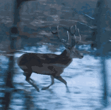 Cerf Deer GIF