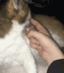 Cat Kofic GIF - Cat Kofic Finger GIFs