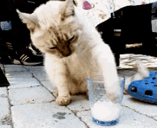 牛奶 猫咪 可爱 GIF - Milk Cat Kitten GIFs