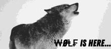 Wolf Wolf Is Here GIF - Wolf Wolf Is Here GIFs