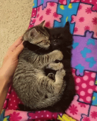 Kitten Cuddle GIFs | Tenor