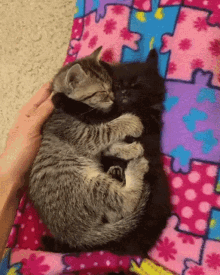 cat cuddle cat cuddle cat cuddling