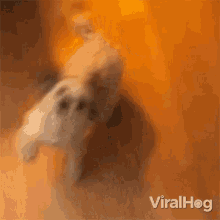 Excited Viralhog GIF - Excited Viralhog Puppy GIFs