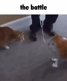 Battle Cat GIF - Battle Cat GIFs