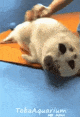 a seal is laying on its back on a blue mat .