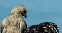 Bird Vulture GIF - Bird Vulture Eagle GIFs