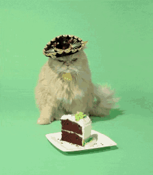 Birthday Cat Cake GIF - Birthday Cat Cake Angry GIFs