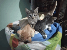 My Little Cats GIF