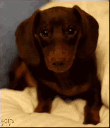 cute dog puppy stare bed