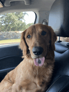 a dog sticking its tongue out in a car
