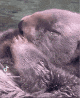 Crying Otter GIF - Crying Otter Scorpiobff GIFs