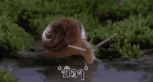 snails snail chilled