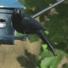Scary Bird Blackbird GIF - Scary Bird Blackbird Angry Bird GIFs