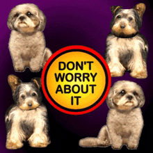 don%27t worry about it dogs puppies be happy not concerned