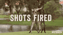 Shots Fired Fighting GIF - Shots Fired Fighting Kangaroo GIFs