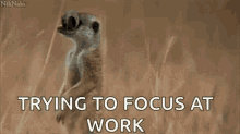 Trying To Focus At Work Cute GIF - Trying To Focus At Work Cute Animal GIFs