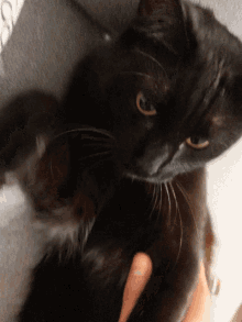 Cat Pogo GIF - Cat Pogo Love GIFs