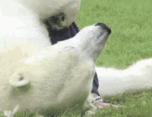 polar polar bear tickle hug cuddle
