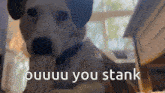 a dog chewing on a bone with the words " ouuu you stank " written below it