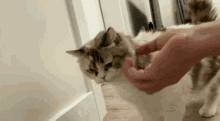 a person is petting a cat with their finger .