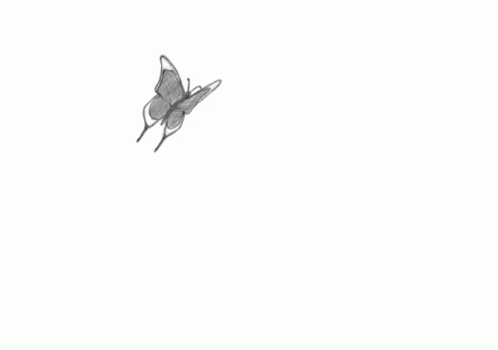 White Butterfly Flying Sticker - White Butterfly Flying Insect - Discover &  Share GIFs