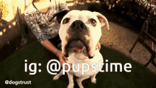 a picture of a dog with the hashtag @pupstime