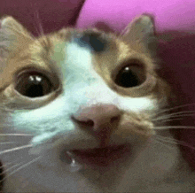 a close up of a cat 's face looking at the camera with a pink background .