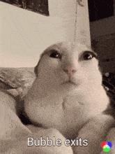a white cat laying on a bed with the words " bubble exits " written on the bottom