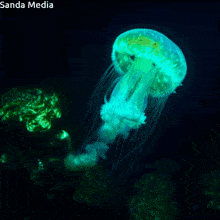 a picture of a glowing jellyfish is from sanda media