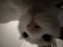 Cat Kit Kat GIF - Cat Kit Kat Funny Cat GIFs