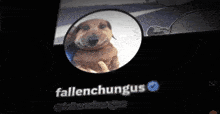 fallenchungus has a picture of a dachshund on his profile